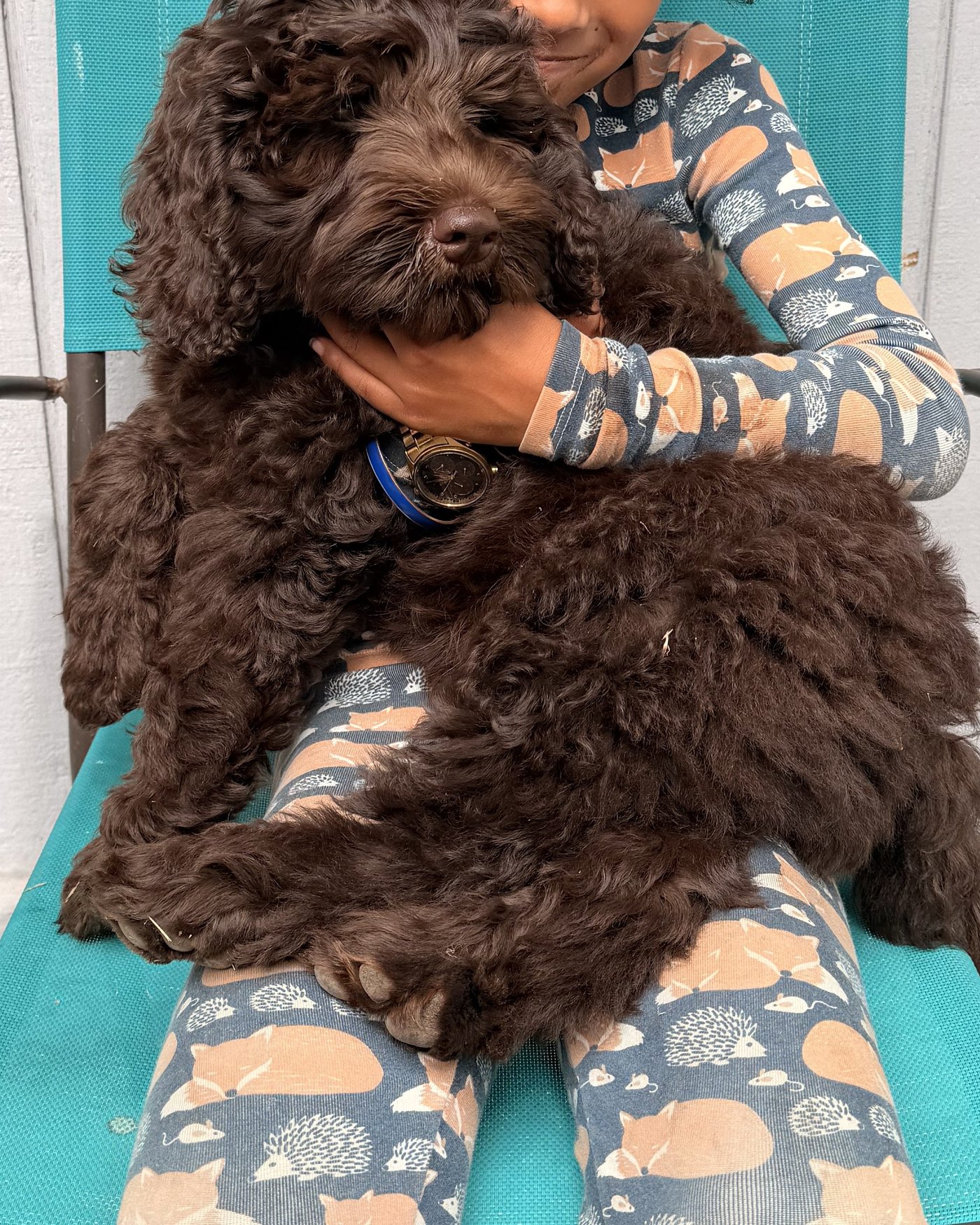 Honu, the studio dog