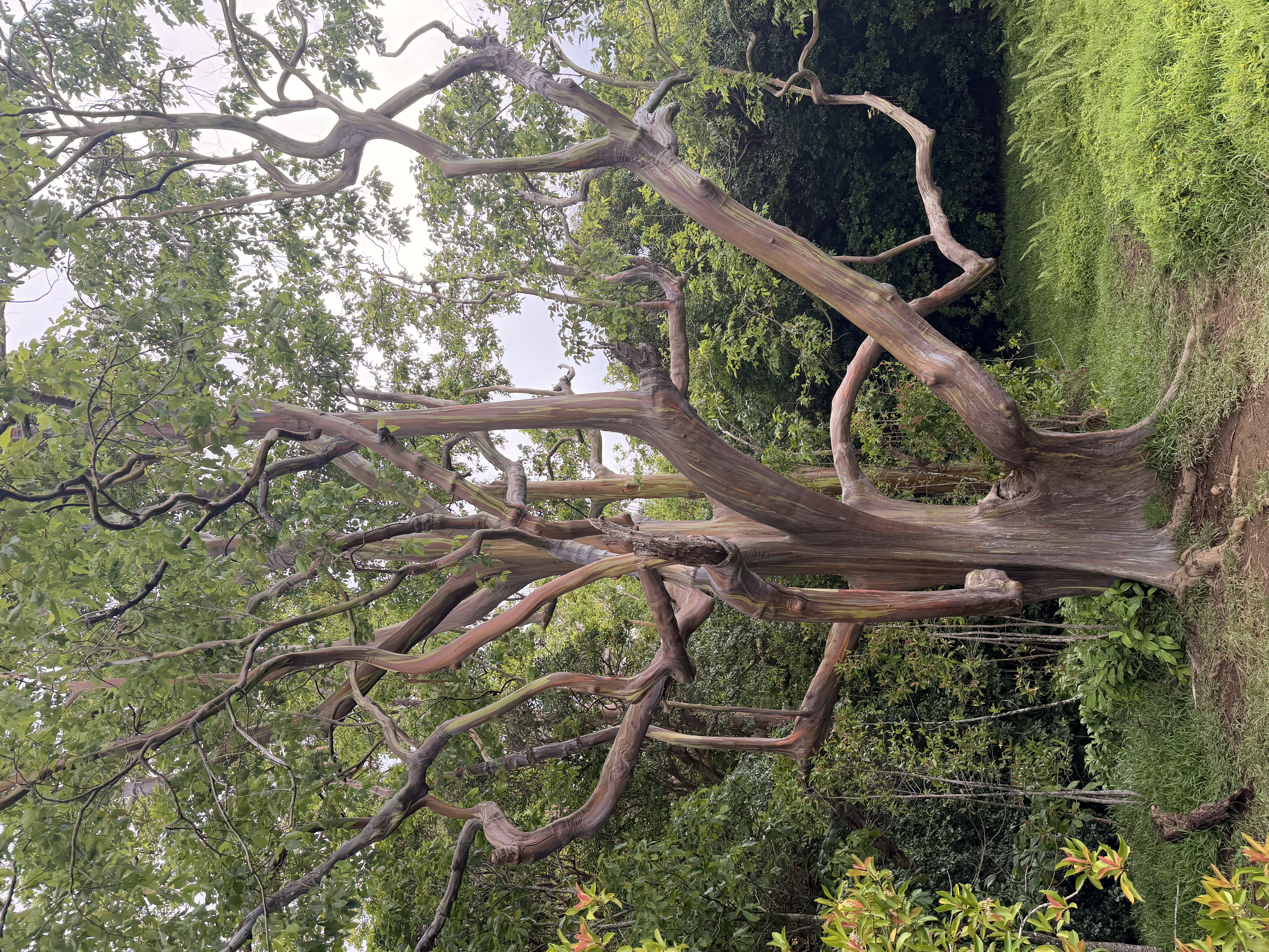 A weathered tree in a grove